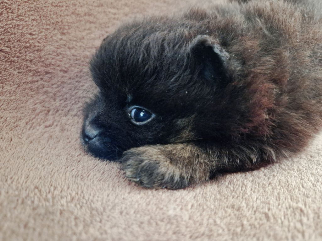 Legend Of Black Wolf - Chiot disponible  - Spitz allemand