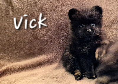 Vick