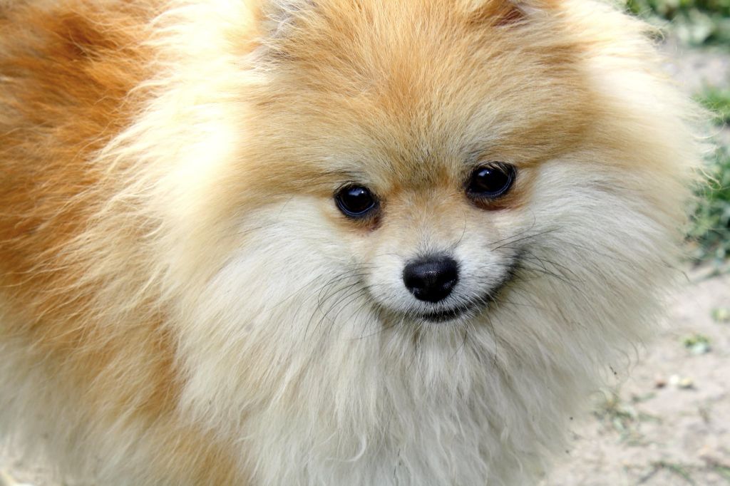 Reve d'amour Chang Cheng