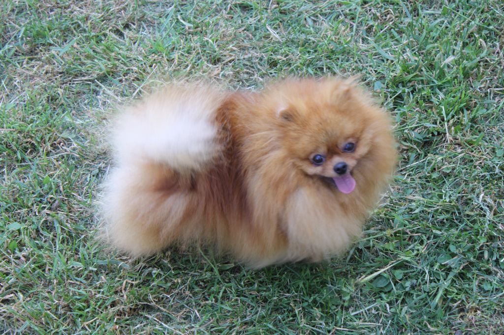 Seven raimbow colors De La Volpe Nera