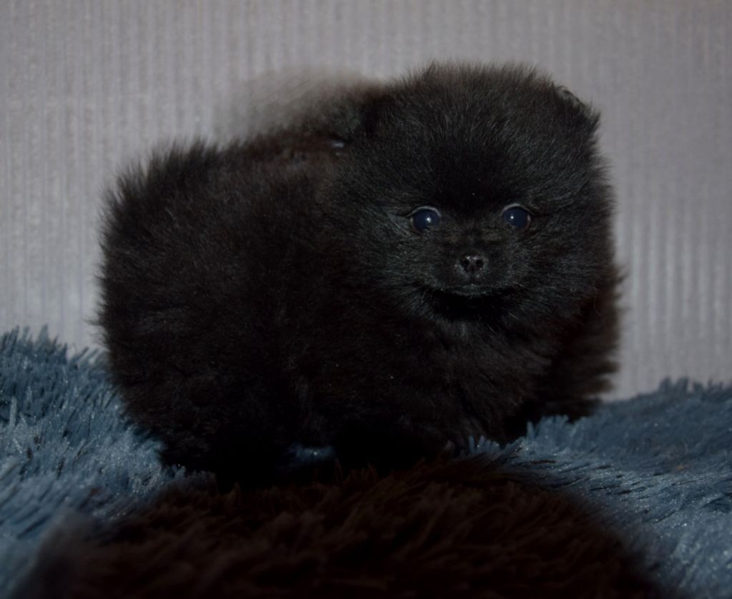 Legend Of Black Wolf - Chiots disponibles - Spitz allemand