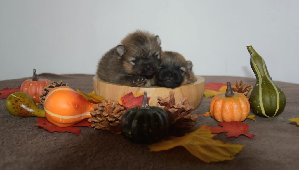 Legend Of Black Wolf - Chiots disponibles - Spitz allemand