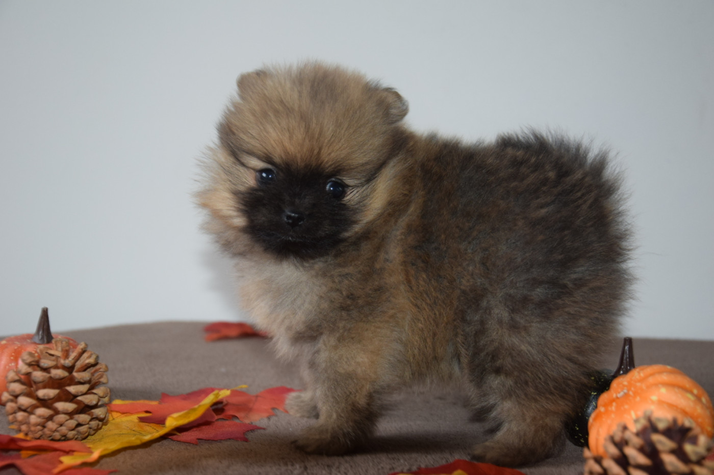 Legend Of Black Wolf - Chiots disponibles - Spitz allemand