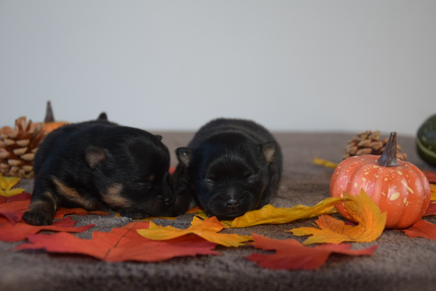 Legend Of Black Wolf - Chiots disponibles - Spitz allemand