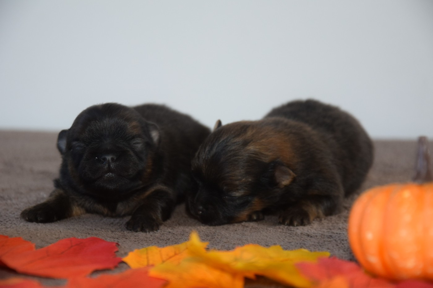 Legend Of Black Wolf - Chiots disponibles - Spitz allemand