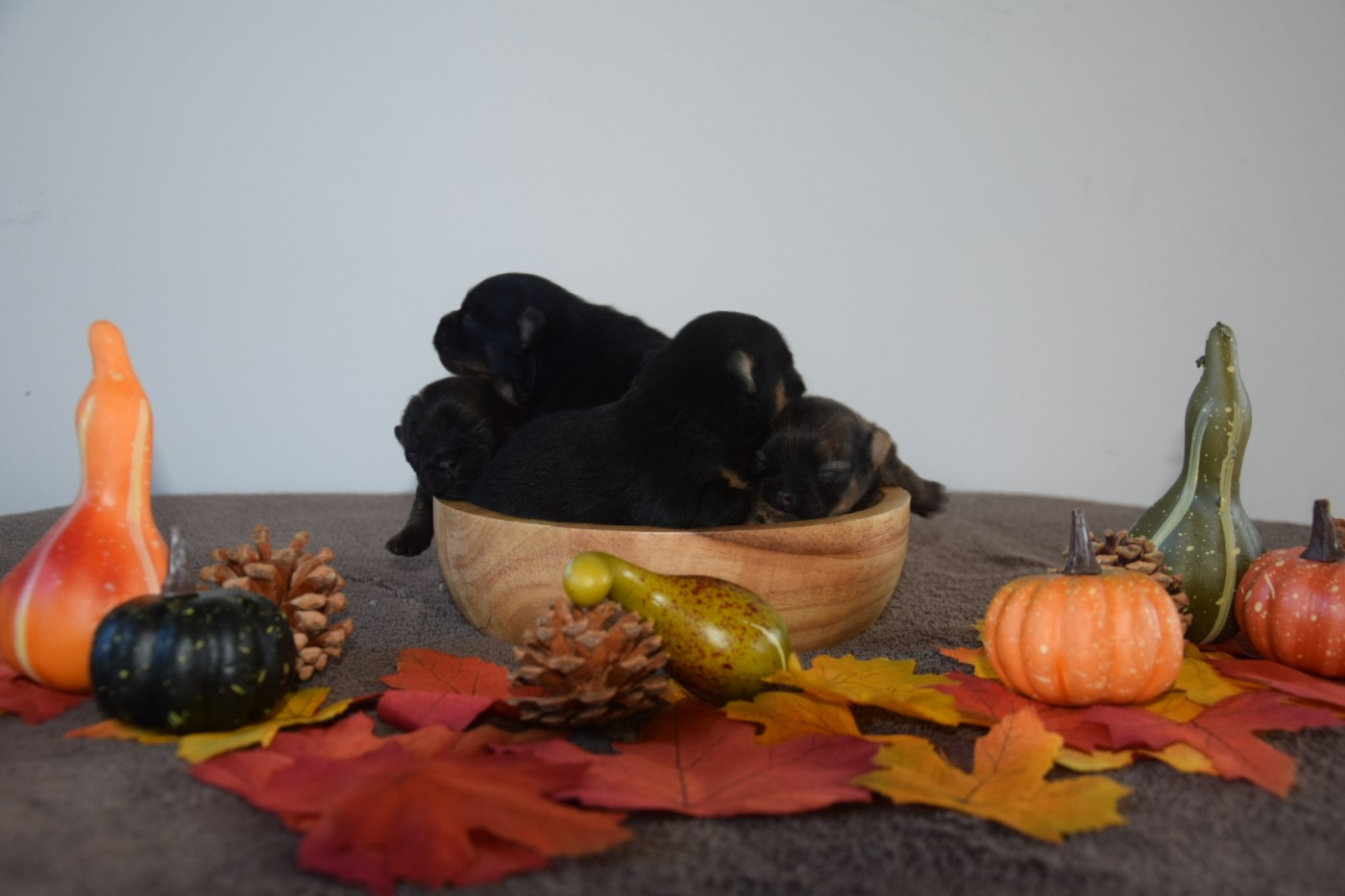 Chiot Spitz allemand Legend Of Black Wolf