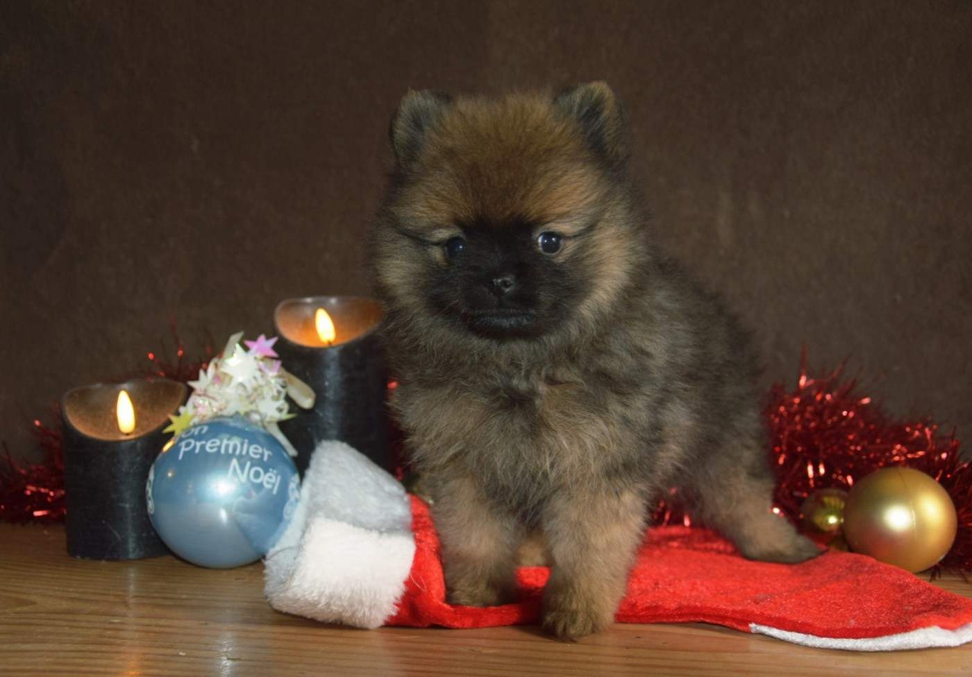 Legend Of Black Wolf - Chiots disponibles - Spitz allemand