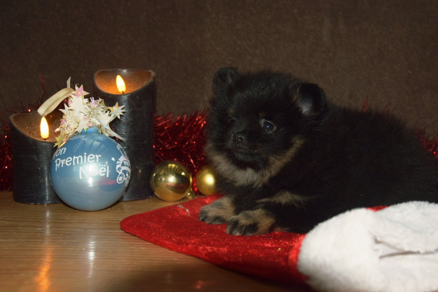 Legend Of Black Wolf - Chiots disponibles - Spitz allemand