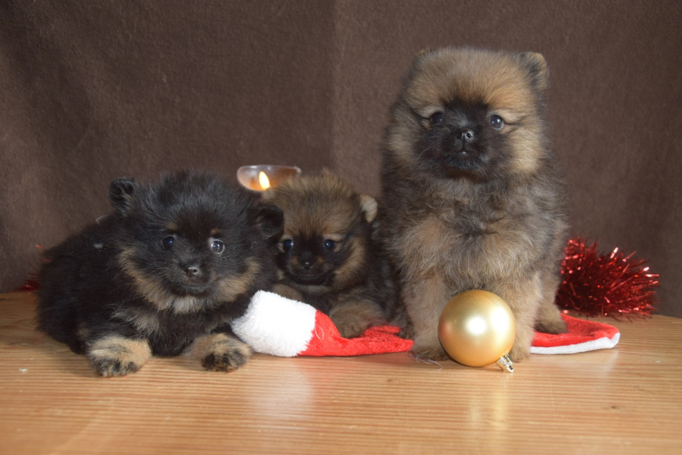 Chiot Spitz allemand Legend Of Black Wolf