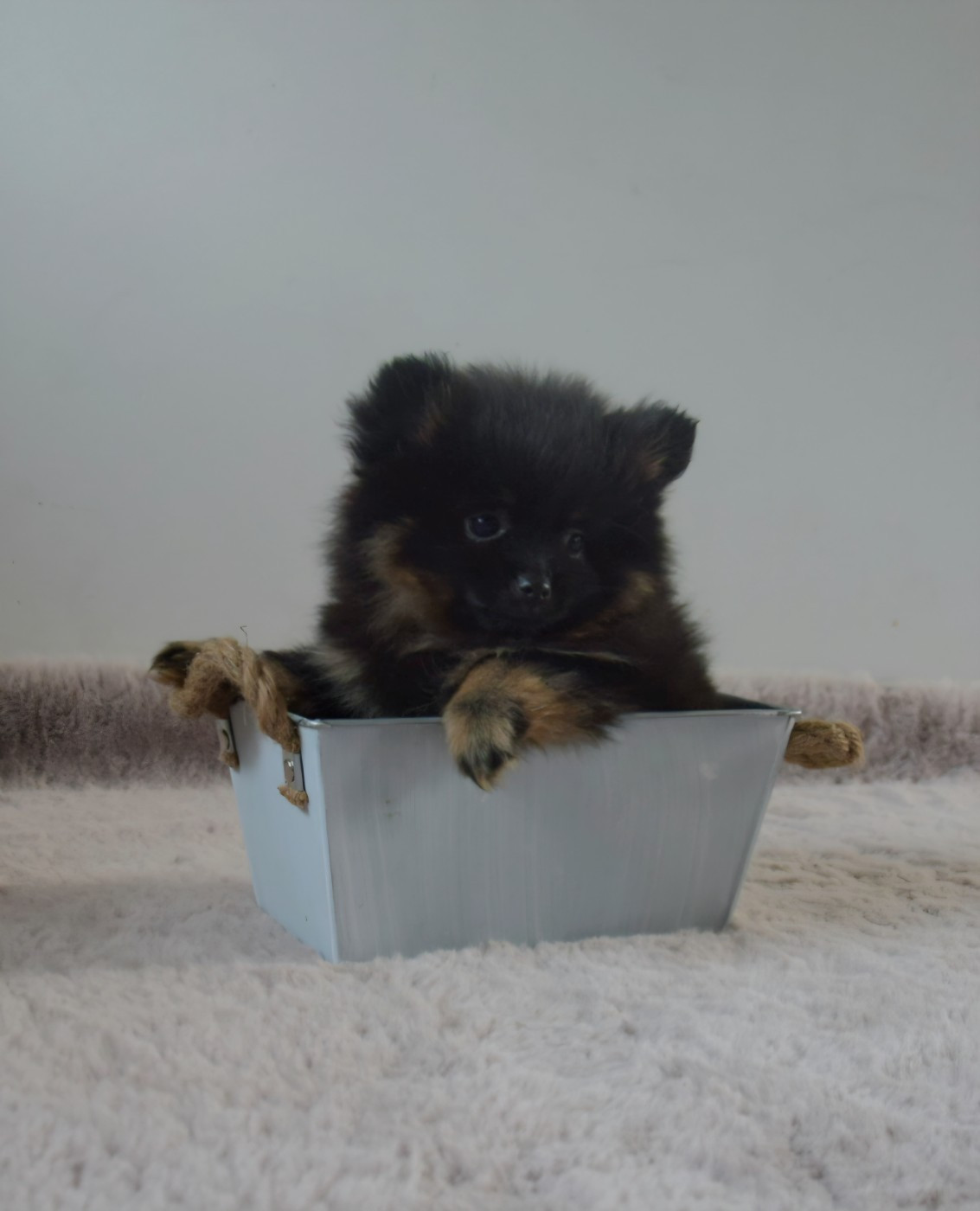 Legend Of Black Wolf - Chiots disponibles - Spitz allemand