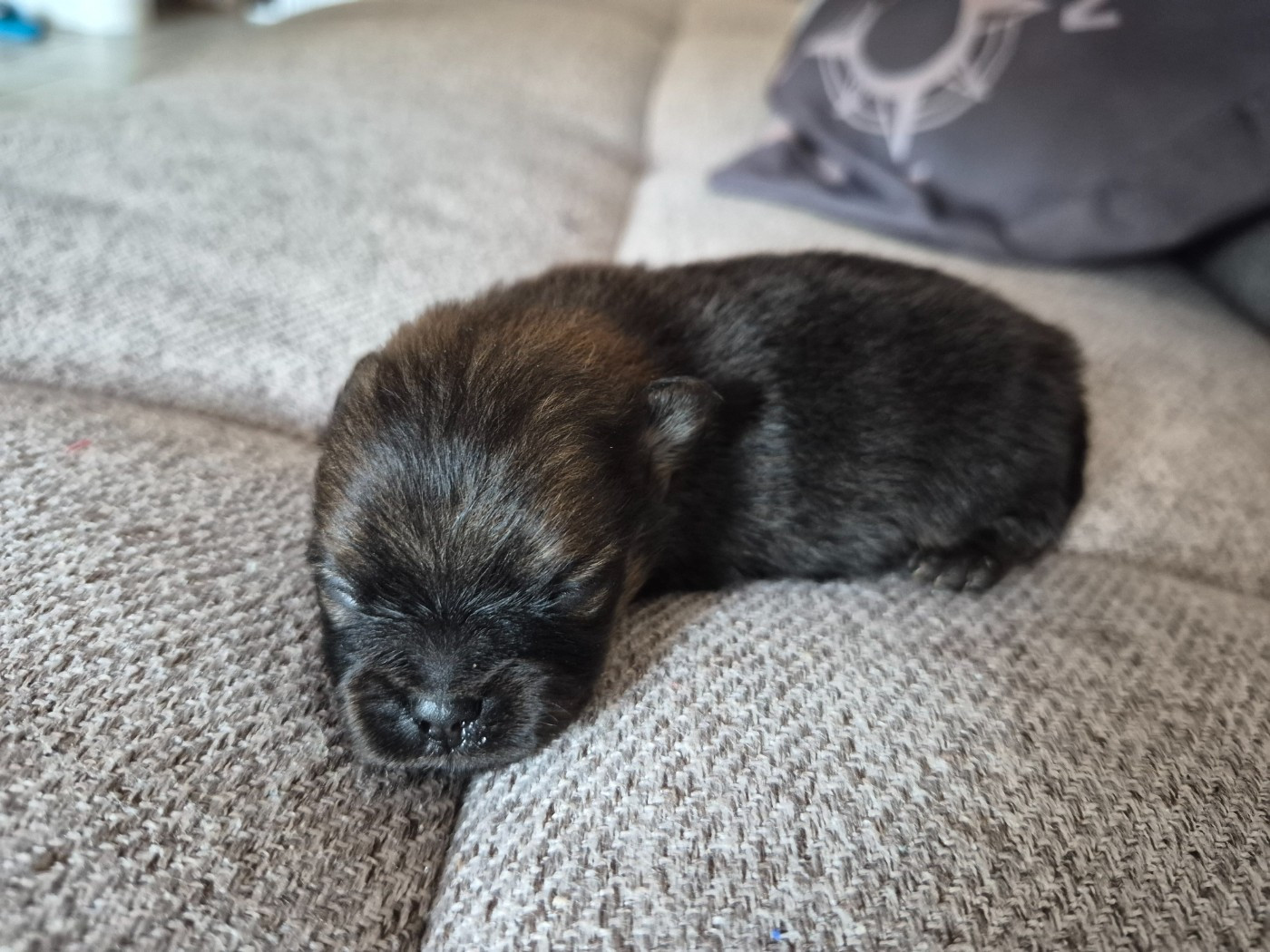 Legend Of Black Wolf - Chiots disponibles - Spitz allemand