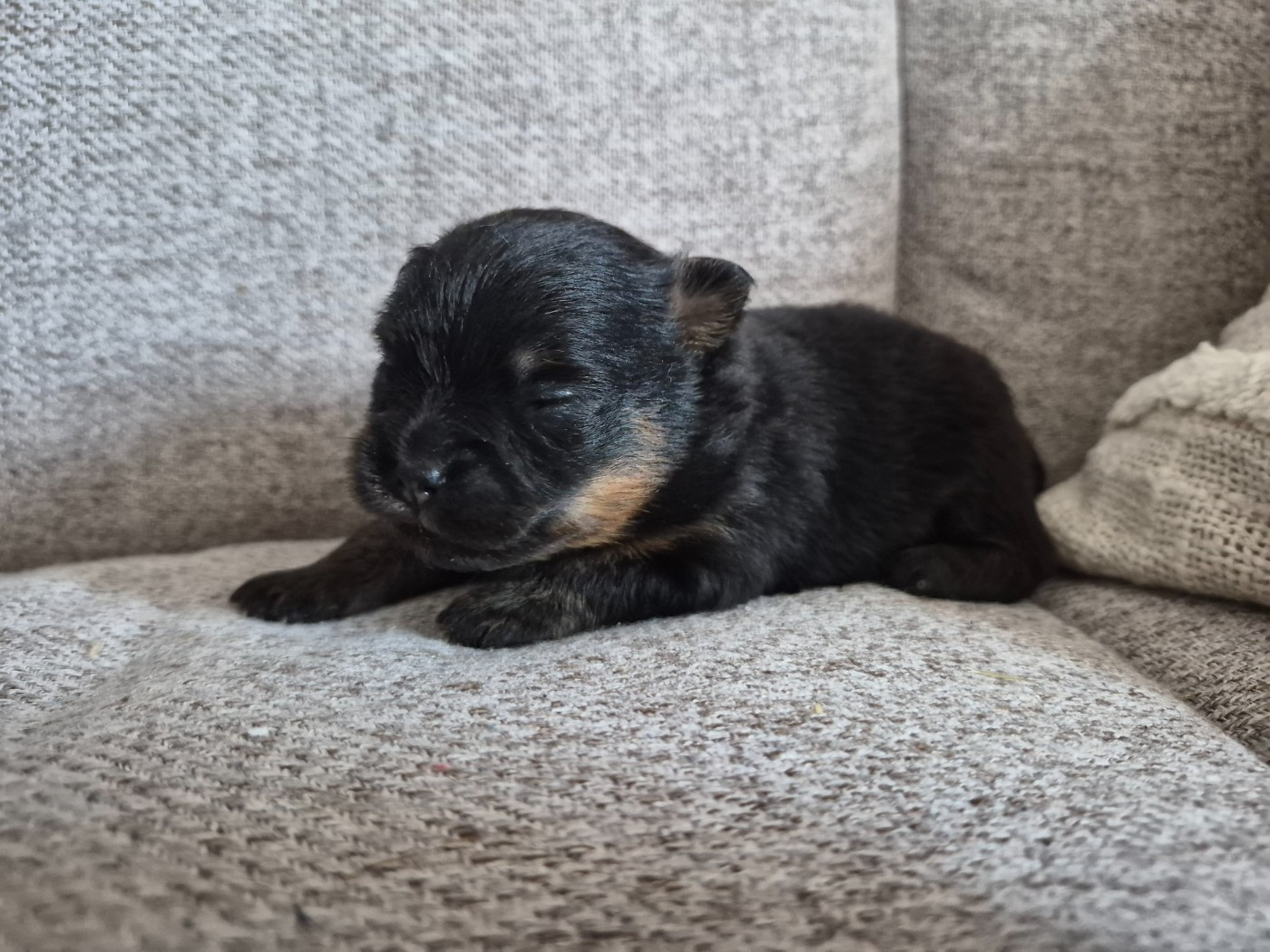 Legend Of Black Wolf - Chiots disponibles - Spitz allemand