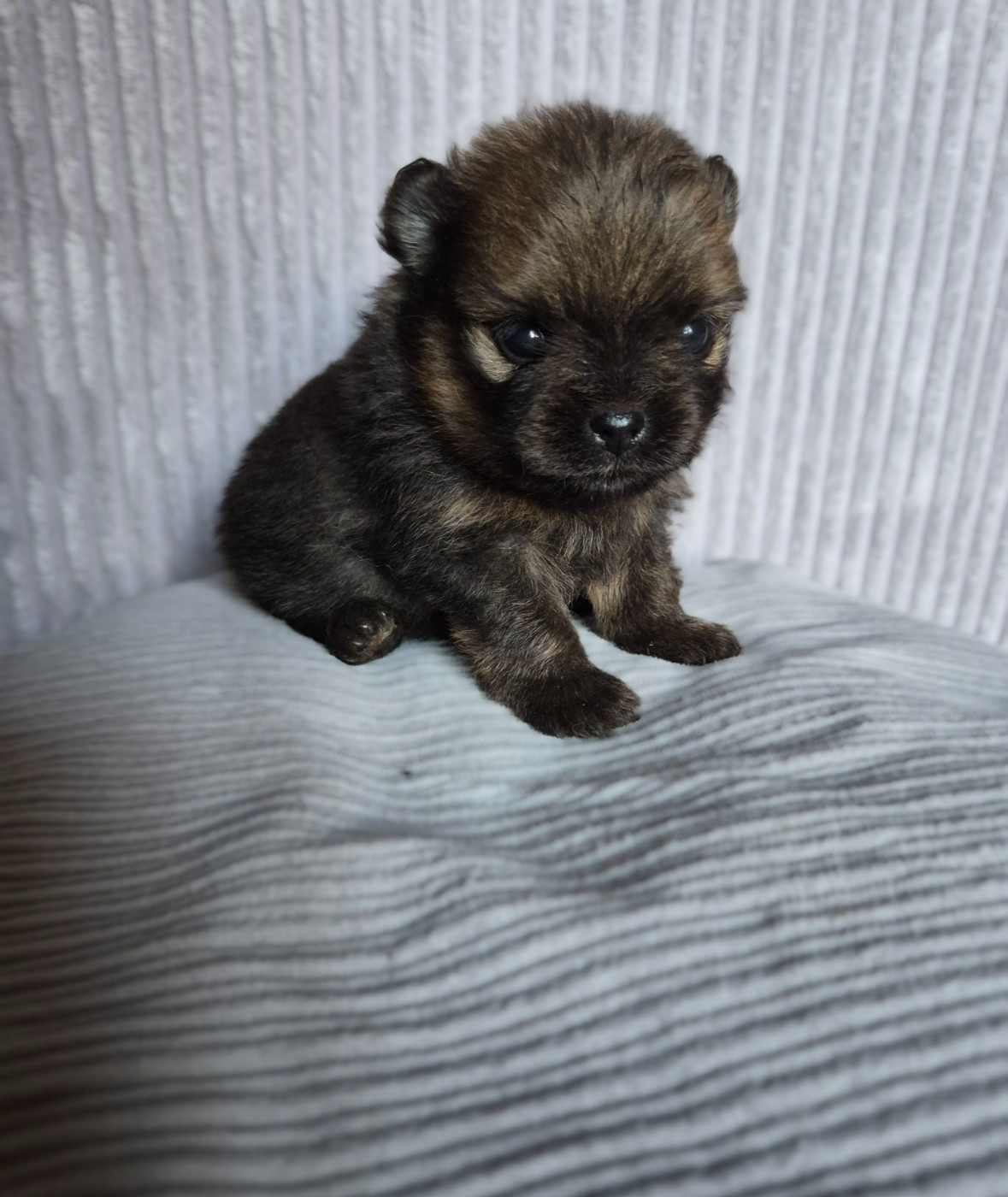 Legend Of Black Wolf - Chiots disponibles - Spitz allemand