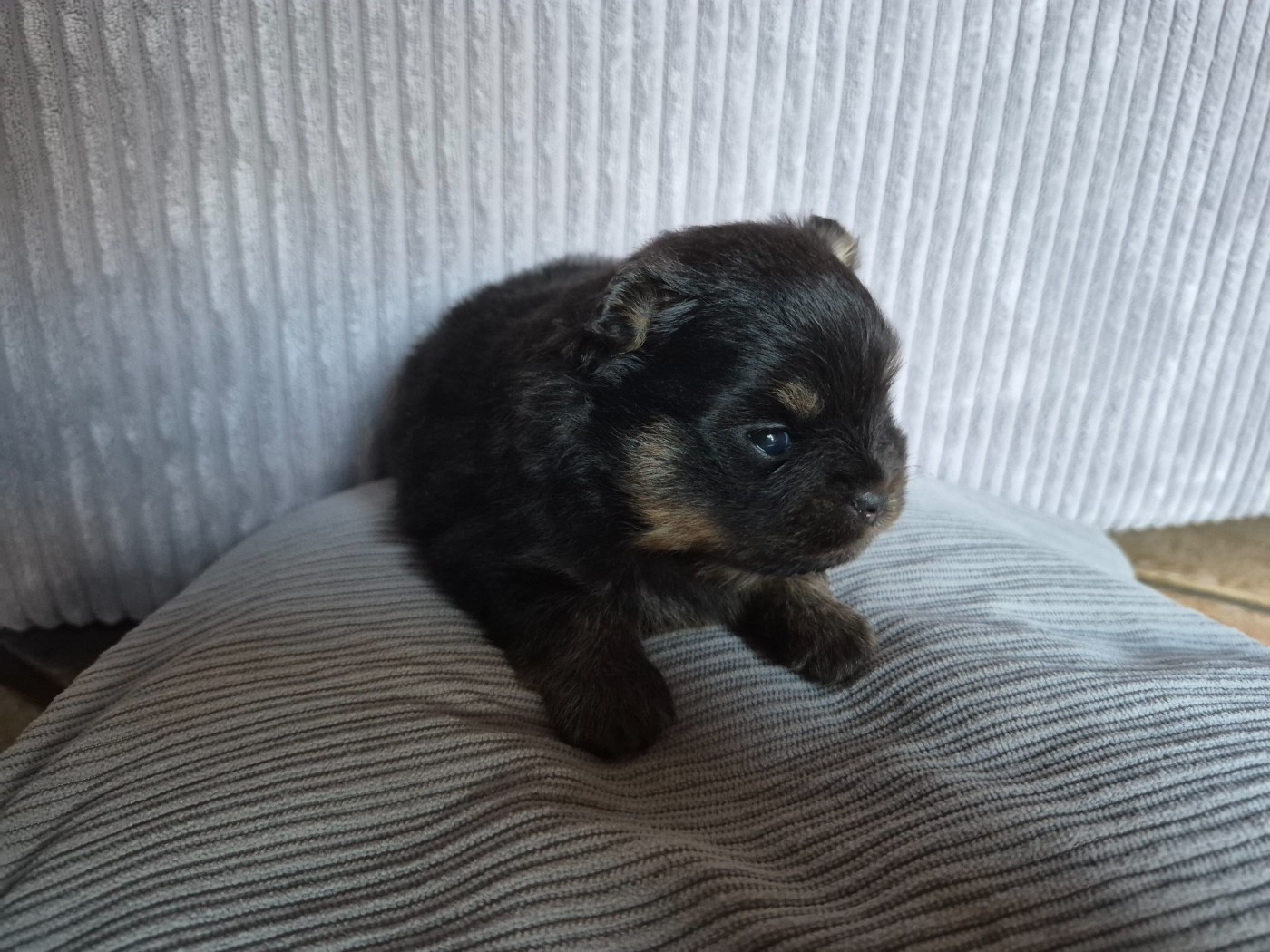 Legend Of Black Wolf - Chiots disponibles - Spitz allemand