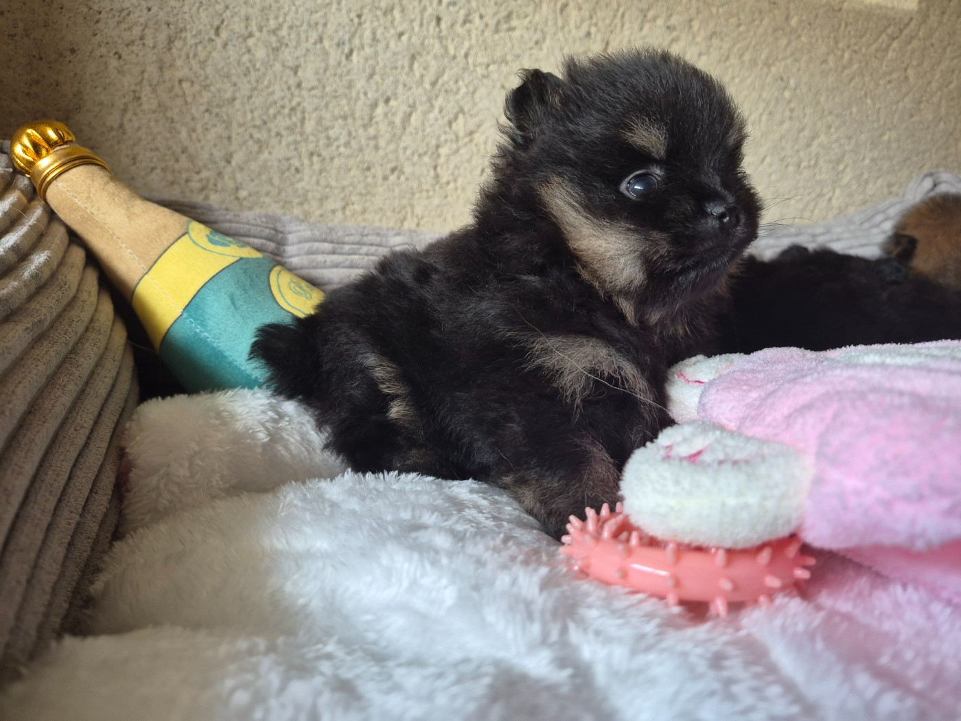 Legend Of Black Wolf - Chiots disponibles - Spitz allemand
