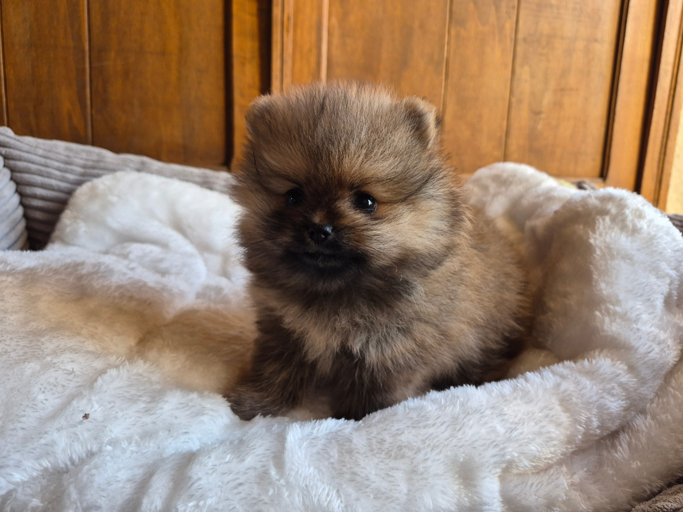 Legend Of Black Wolf - Chiots disponibles - Spitz allemand