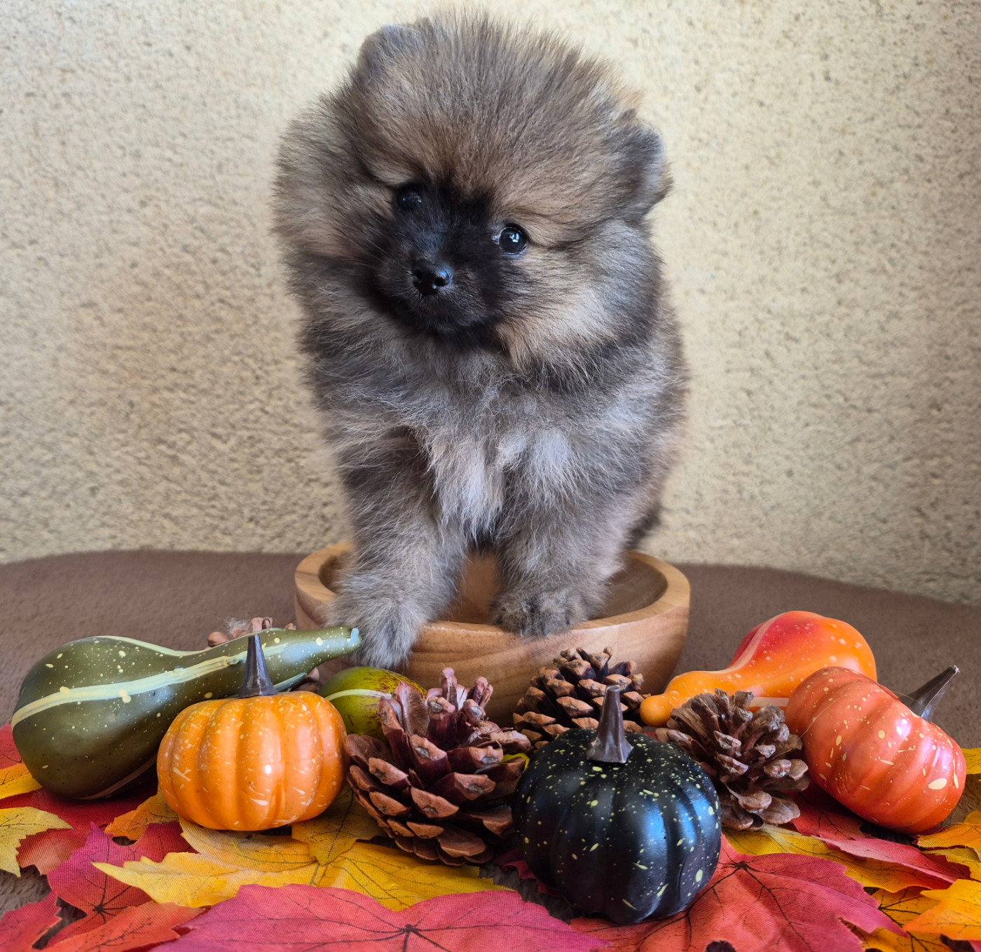 Legend Of Black Wolf - Chiots disponibles - Spitz allemand