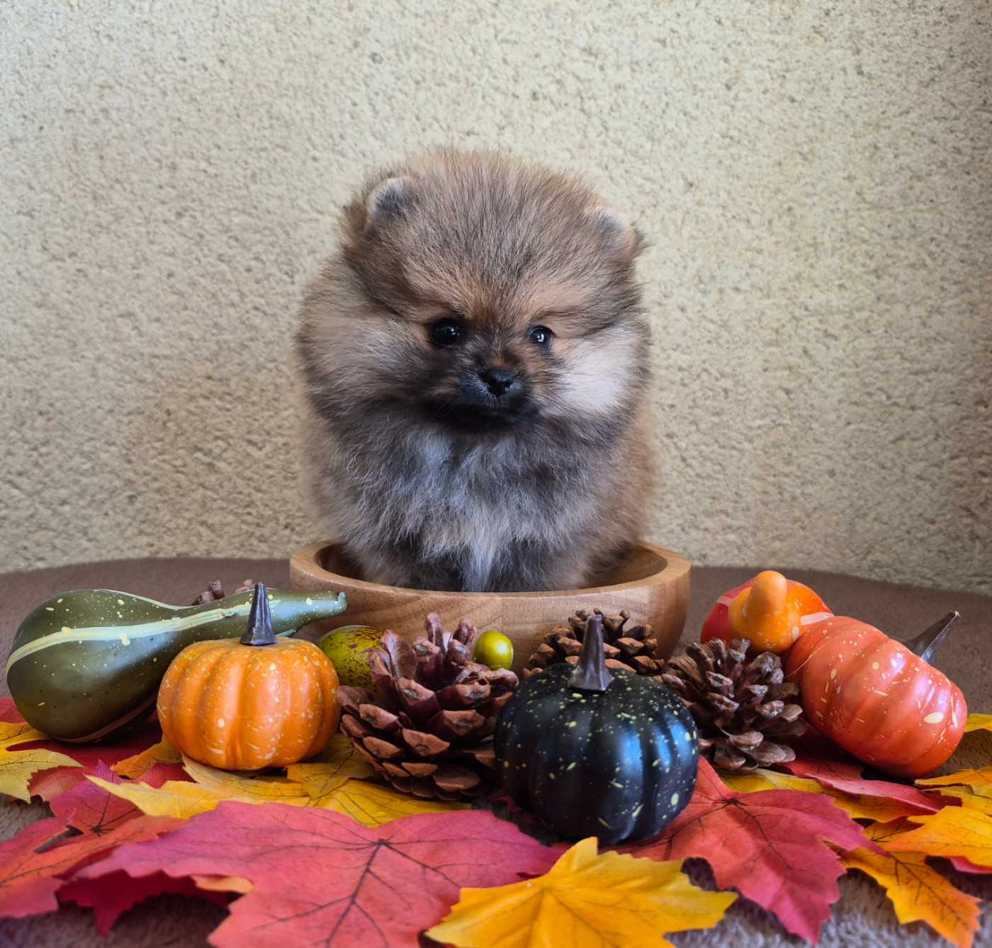 Legend Of Black Wolf - Chiots disponibles - Spitz allemand