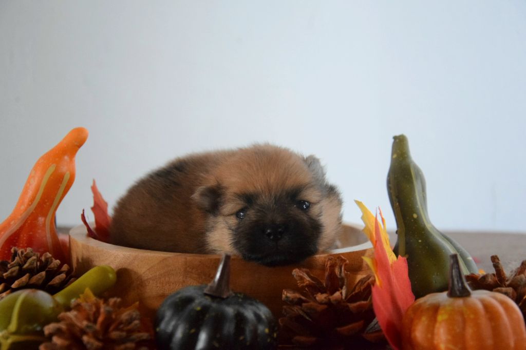 Legend Of Black Wolf - Chiots disponibles - Spitz allemand