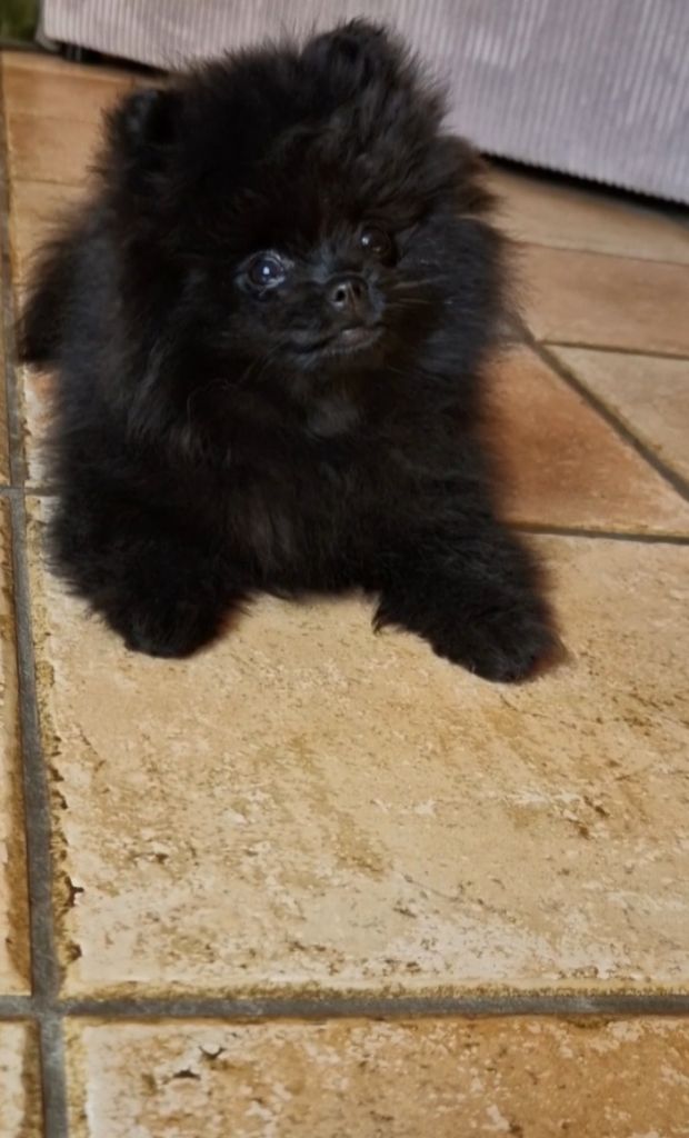 Legend Of Black Wolf - Chiots disponibles - Spitz allemand