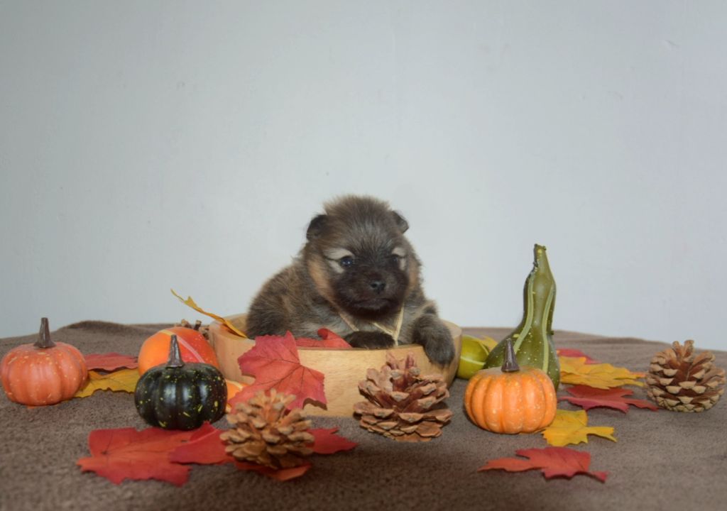 Legend Of Black Wolf - Chiots disponibles - Spitz allemand