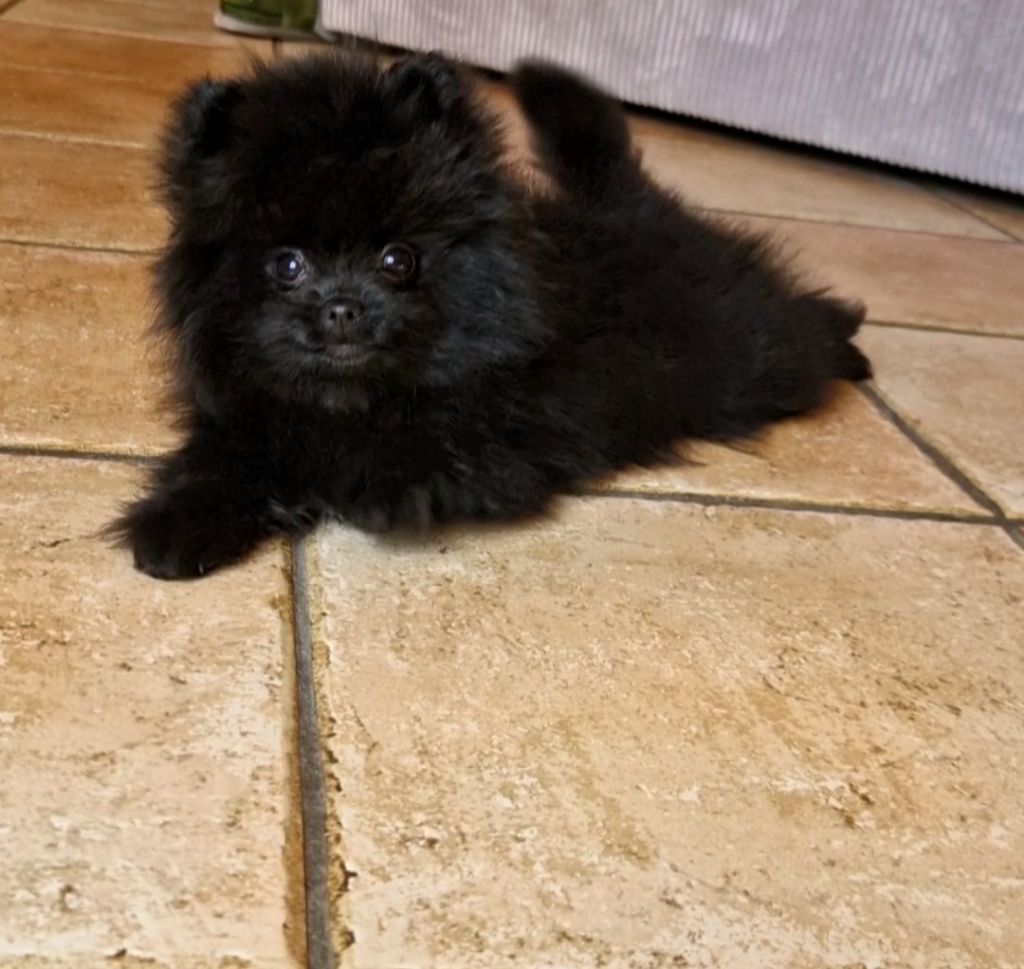 Chiot Spitz allemand Legend Of Black Wolf