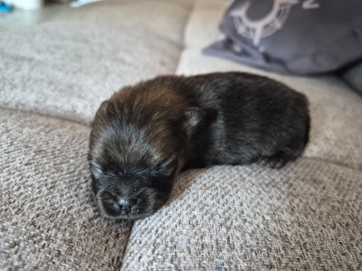 BOWIE