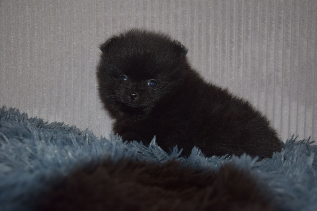 Legend Of Black Wolf - Chiots disponibles - Spitz allemand